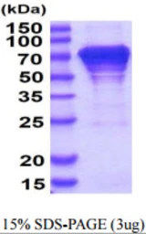 Human HSC70 protein, His tag. GTX67485-pro