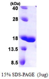 Human Galectin 7 protein, His tag. GTX67522-pro
