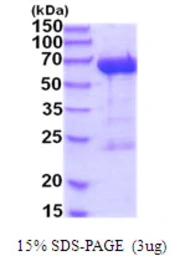 Human LTA4H protein, His tag. GTX67525-pro