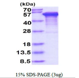 Human Tau protein, His tag. GTX67541-pro