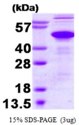 Human Ataxin 3 protein. GTX67555-pro