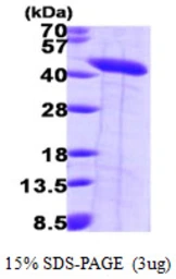 Human Septin 2 protein, His tag. GTX67586-pro