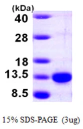 Human PCBD1 protein, His tag. GTX67615-pro