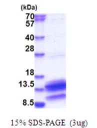 Human PDE6H protein, His tag. GTX67621-pro