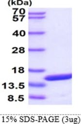 Human PMP2 protein. GTX67642-pro