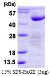 Human PTPN7 protein, His tag. GTX67710-pro