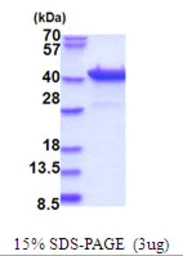 Human PURB protein, His tag. GTX67714-pro