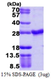 Human RAB4A protein, His tag. GTX67724-pro