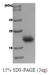 Human RAC1 protein. GTX67732-pro