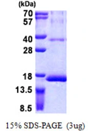 Human RPS12 protein, His tag. GTX67778-pro