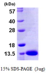 Human S100A13 protein, His tag. GTX67798-pro