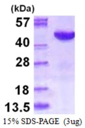 Human p38 gamma protein, His tag. GTX67802-pro