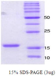 Human alpha Synuclein protein. GTX67829-pro