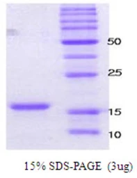 Human alpha Synuclein protein. GTX67831-pro