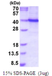Human PU.1 protein, His tag. GTX67846-pro