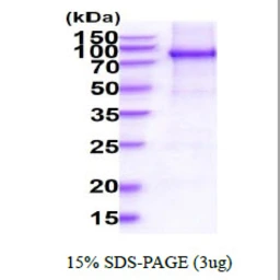 Human STAT3 protein, His tag. GTX67857-pro