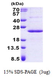 Human PPP1R11 protein, His tag. GTX67880-pro