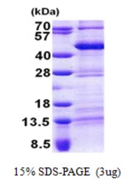 Human TEF protein, His tag. GTX67884-pro