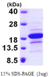 Human EDF1 protein, His tag. GTX67996-pro
