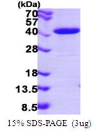 Human NAPG protein, His tag. GTX68005-pro