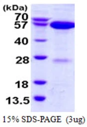 Human APPBP1 protein, His tag. GTX68013-pro
