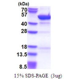 Human GRP1 protein, His tag. GTX68039-pro
