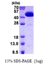 Human CIAO1 protein, His tag. GTX68051-pro