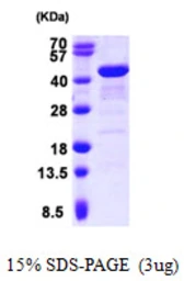 Human GRAP2 protein, His tag. GTX68052-pro