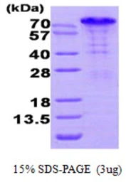 Human BAG3 protein, His tag. GTX68073-pro