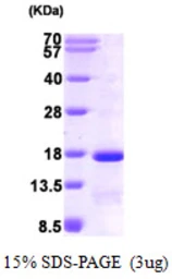 Human eIF1 protein, His tag. GTX68128-pro