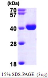 Human WDR5 protein, His tag. GTX68225-pro