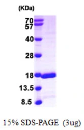 Human GABARAPL2 protein, His tag. GTX68253-pro