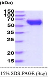 Mouse CRMP1 protein, His tag. GTX68256-pro