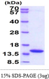Mouse DDT protein, His tag. GTX68259-pro