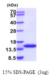 Mouse FKBP12 protein, His tag. GTX68263-pro