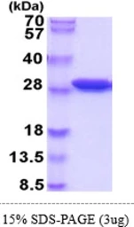 Mouse SPR protein, His tag. GTX68293-pro