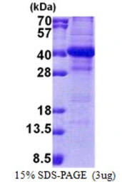 Human DC8 protein, His tag. GTX68364-pro