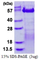 Human VRK3 protein, His tag. GTX68490-pro