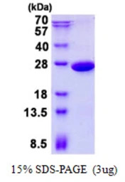 Human PGPEP1 protein, His tag. GTX68563-pro