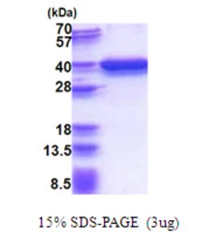 Human P15RS protein, His tag. GTX68579-pro