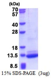 Human C3ORF10 protein, His tag. GTX68615-pro