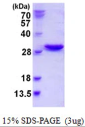 Human NXT2 protein, His tag. GTX68624-pro