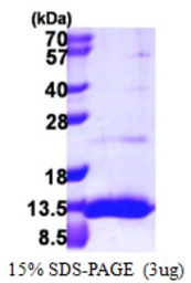 Human UBL5 protein, His tag. GTX68679-pro