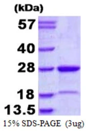 Human MUTED protein, His tag. GTX68684-pro