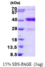 Human MARCKSL1 protein, His tag. GTX68707-pro
