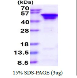 Human UBA5 protein, His tag. GTX68748-pro