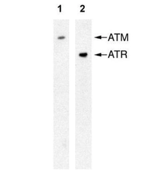 Anti-ATR antibody [2B5] used in Western Blot (WB). GTX70109