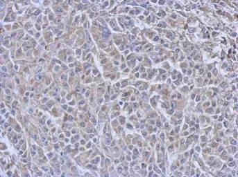 Anti-CDC34 antibody [14B5] used in IHC (Paraffin sections) (IHC-P). GTX70125