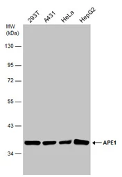 Anti-APE1 antibody used in Western Blot (WB). GTX70130