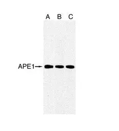 Anti-APE1 antibody [2104] used in Western Blot (WB). GTX70131
